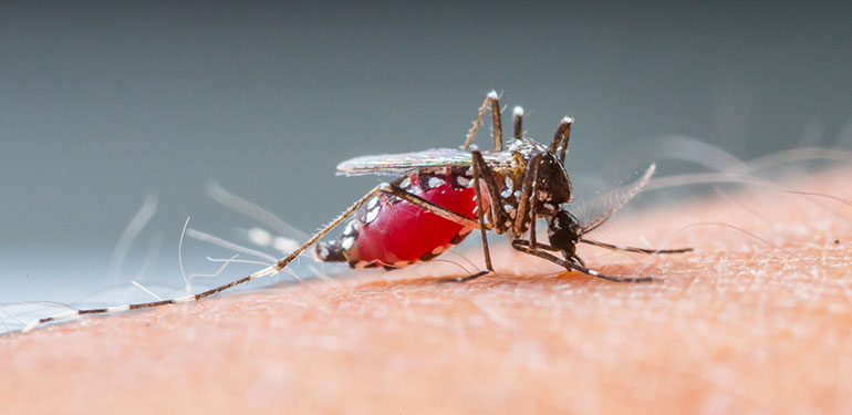 A close up an Aedes aegypti mosquito sucking human blood.