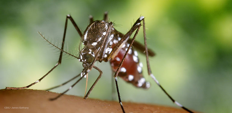 A close up of an Aedes albopictus mosquito while she was in the process of acquiring a blood meal from her human host. You’re able to see her reddening abdomen, due to its contents of ingested blood