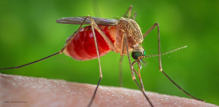 This is an enlarged view of a female Culex quinquefasciatus mosquito that had landed upon the skin of a human host.