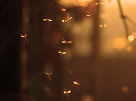 A swarm of mosquitoes at dusk.