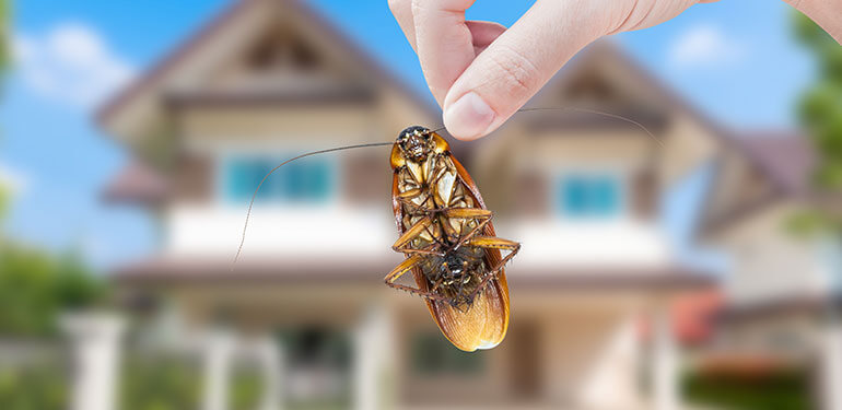 A woman's hand holding a cockroach outside with a house in the background background,