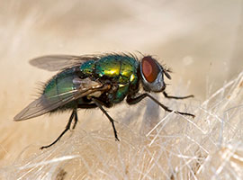 A close-up of a house fly.