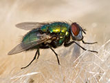 A close-up of a house fly.