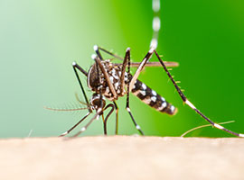 A close up of an Aedes aegypti mosquito sucking blood on human skin.