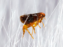 A close up of a flea in animal fur.