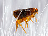 A close up of a flea in animal fur.