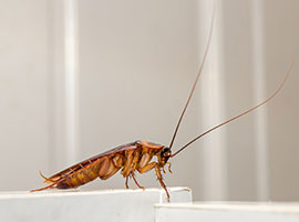 A close up a cockroach on white cupboard in the kitchen.