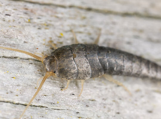 A close up of a silverfish sitting on wood.