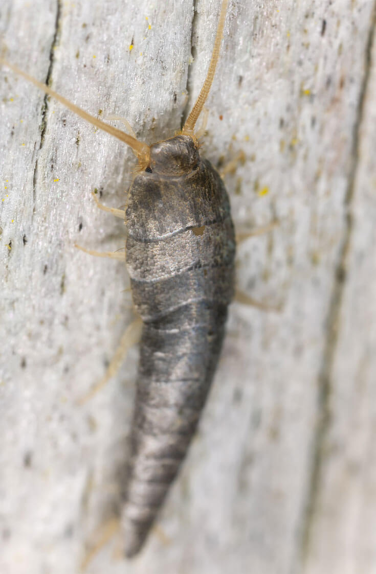 A close up of a silverfish sitting on wood.