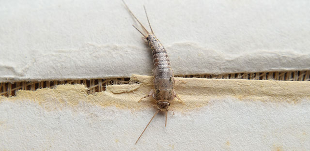 A close up of a silverfish sitting on wood.