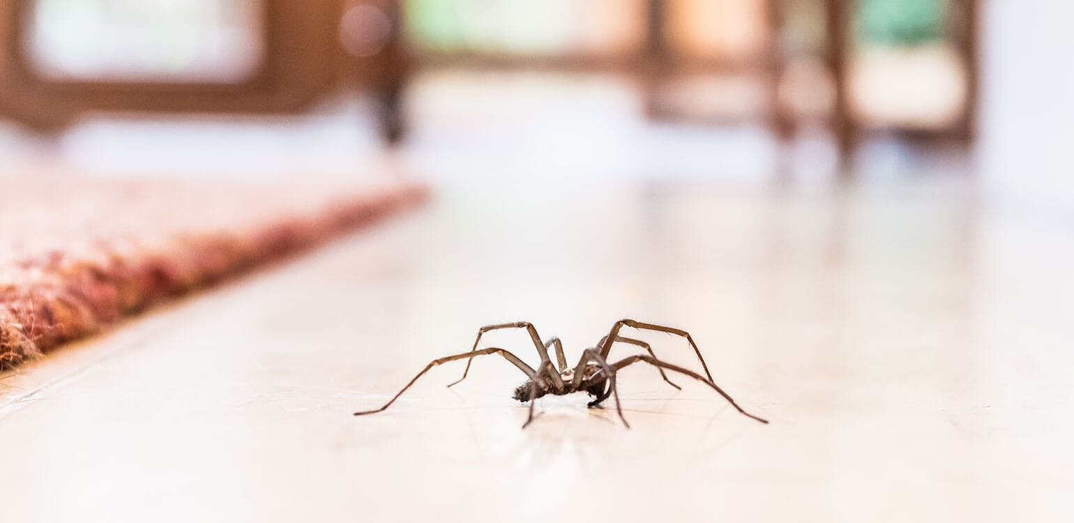 A common house spider on the floor in a home.