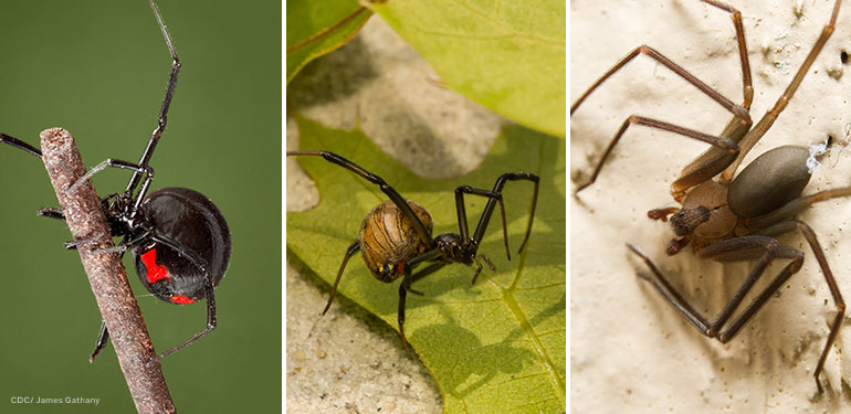 A common house spider on the floor in a home.