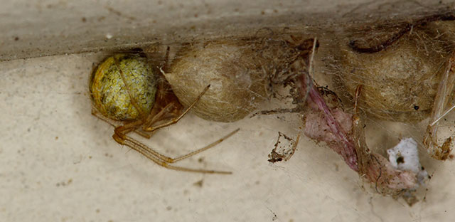 A common house spider on the floor in a home.