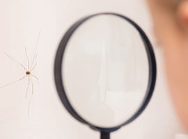 Child examining spider on wall, through magnifying glass.