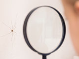 Child examining spider on wall, through magnifying glass.