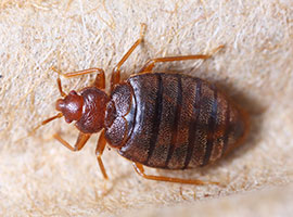 A close up of a bed bug sitting on fiber.