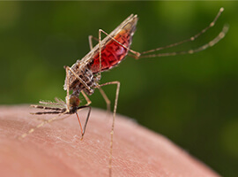 A female Anopheles merus mosquito sucking blood on a human.