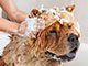 Close-up of a woman giving their dog a shampoo.