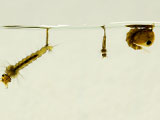 A close up of mosquito larvae and pupa.