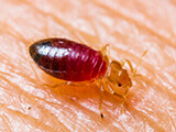 A bed bug crawling on human skin.