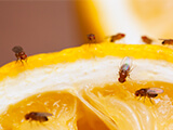 Many flies on orange slice.