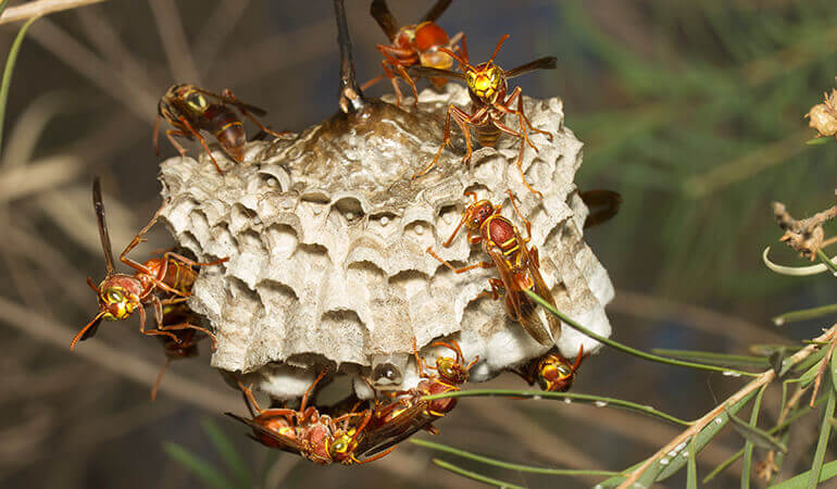 Paper wasps on a hive hanging from a tree branch.