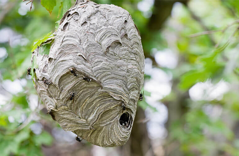 Hornets on a hornet nest hanging from a tree branch.