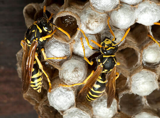 Wasps on a hive.