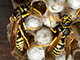 Wasps on a hive.