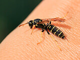 A close-up image of a wasp on a person's hand.