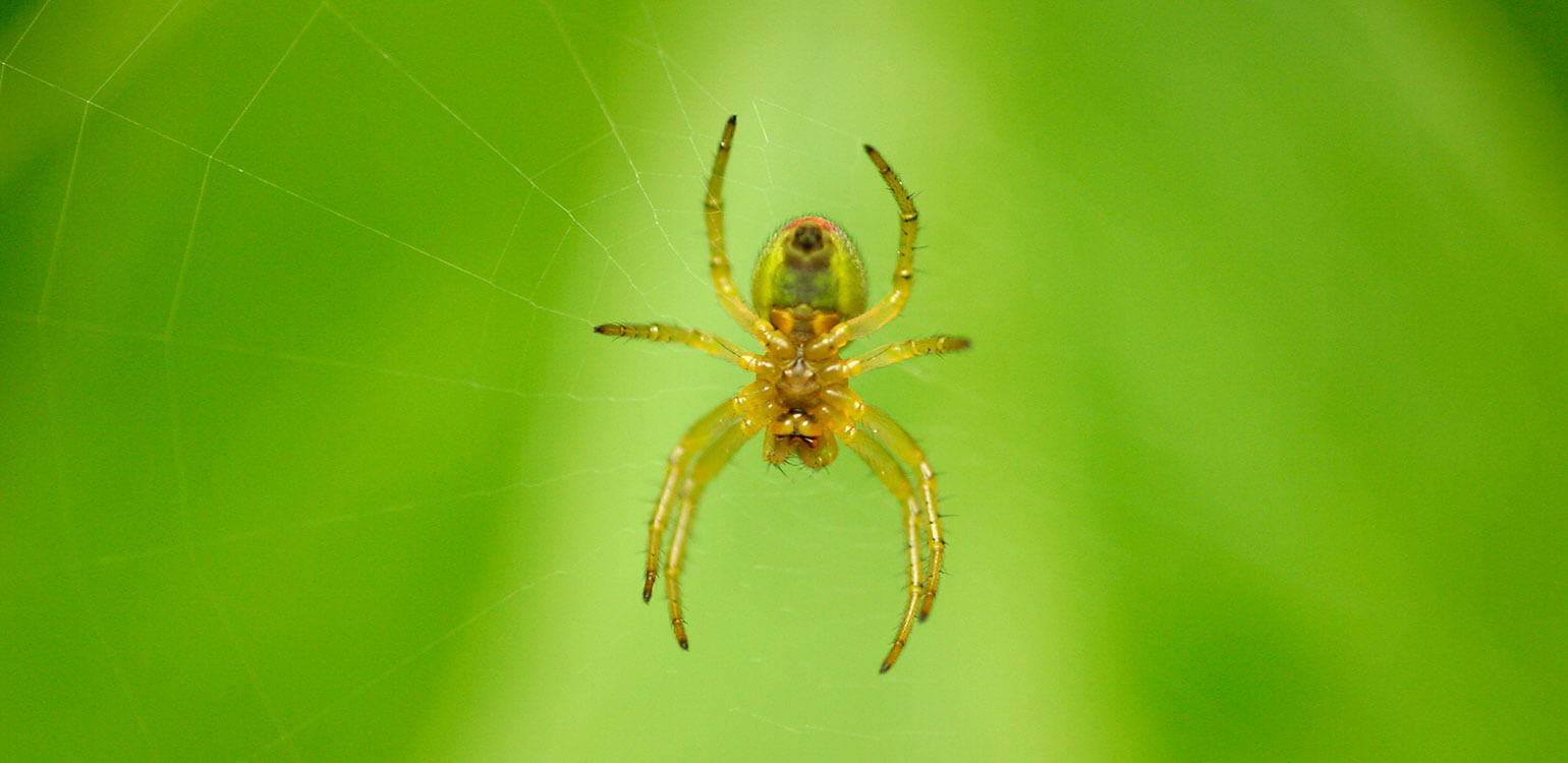 A spider on it's web outdoors.