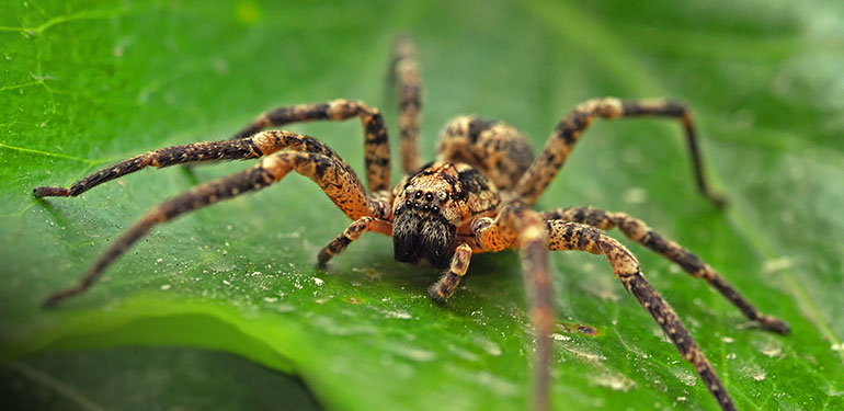 A side-by-side image of a femail black widow spider, brown widow spider and brown recluse spider.