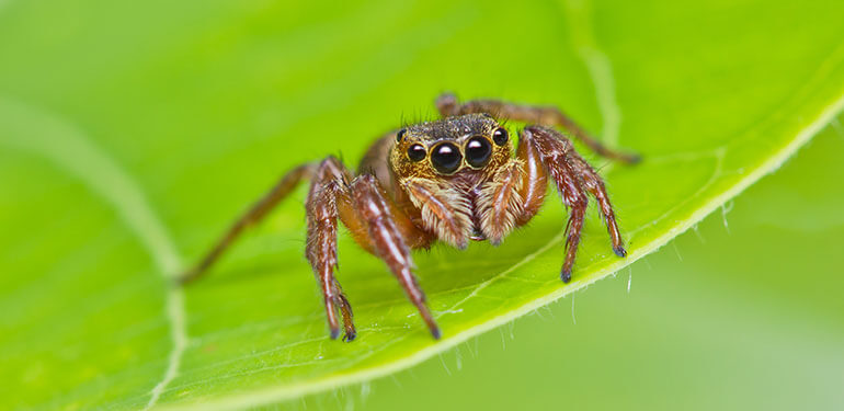 A side-by-side image of a femail black widow spider, brown widow spider and brown recluse spider.