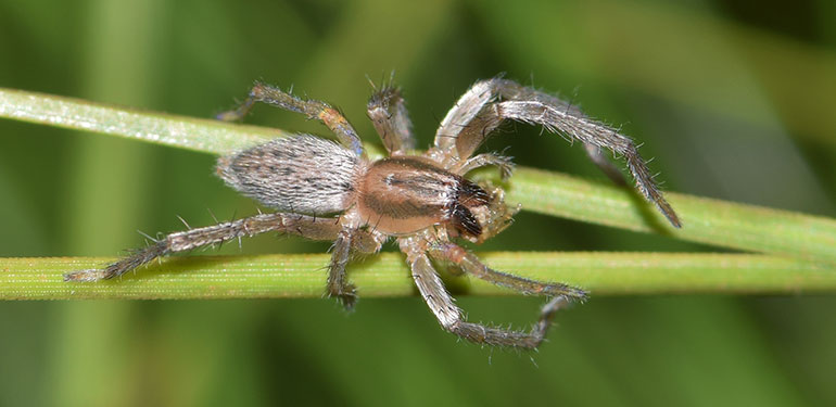 A side-by-side image of a femail black widow spider, brown widow spider and brown recluse spider.