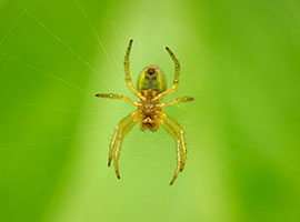 A spider on it's web outdoors.