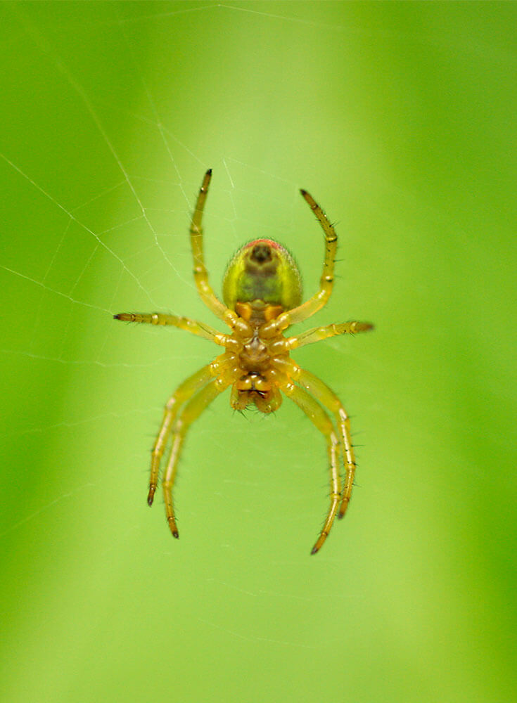 A spider on it's web outdoors.