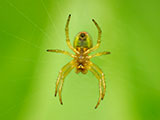 A spider on it's web outdoors.