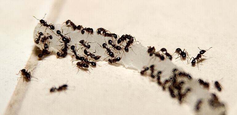 Ants crawling on a slice of onion.