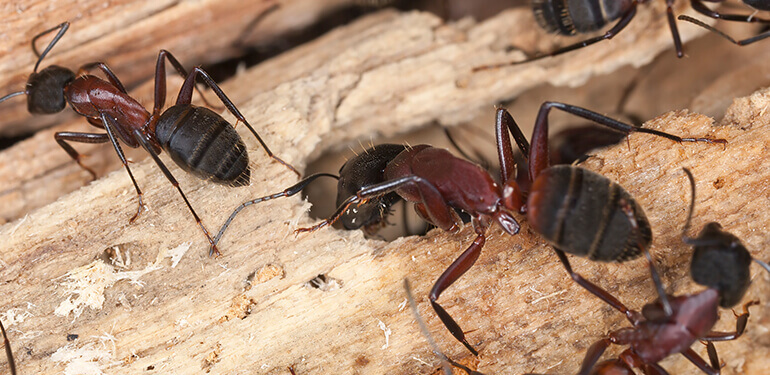 Carpenter ants crawling over a piece of wood with lots of holes.