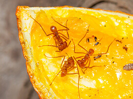 Ants crawling over a slice of orange.