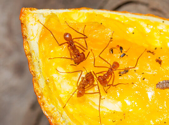 Ants crawling over a slice of orange.