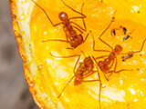 Ants crawling over a slice of orange.