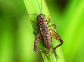 A cricket outdoors, perched on some green foliage.