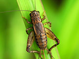 A cricket outdoors, perched on some green foliage.