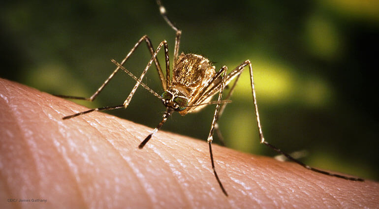 A close up of a mosquito biting a person's hand.