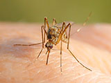 A close up of a mosquito biting a person's hand.