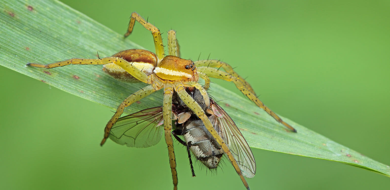 A close up of a fruit fly caught by a spider on a green leaf.