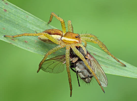 A close up of a fruit fly caught by a spider on a green leaf.