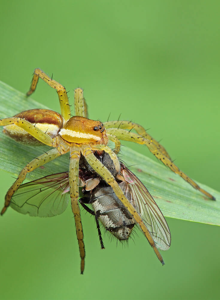 A close up of a fruit fly caught by a spider on a green leaf.