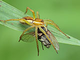 A close up of a fruit fly caught by a spider on a green leaf.